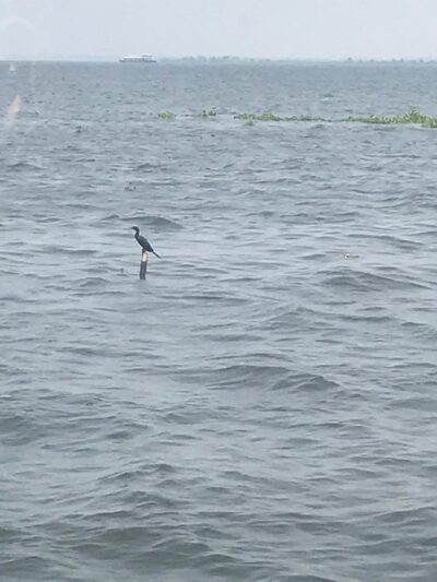 Bird looking for its prey in water